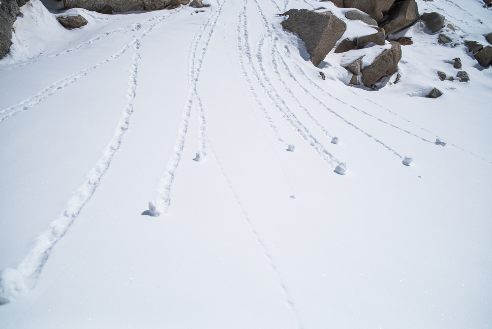 Two Approaches to AI Deployment: