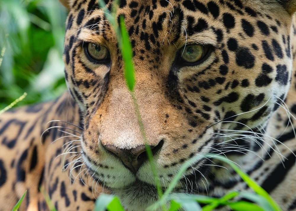 Tech Projects Gone Wild